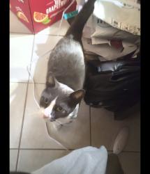 Lost Male Cat last seen FM 78, San Antonio, TX 78244