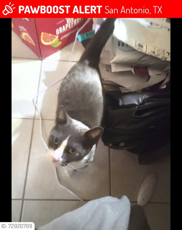 Lost Male Cat last seen FM 78, San Antonio, TX 78244