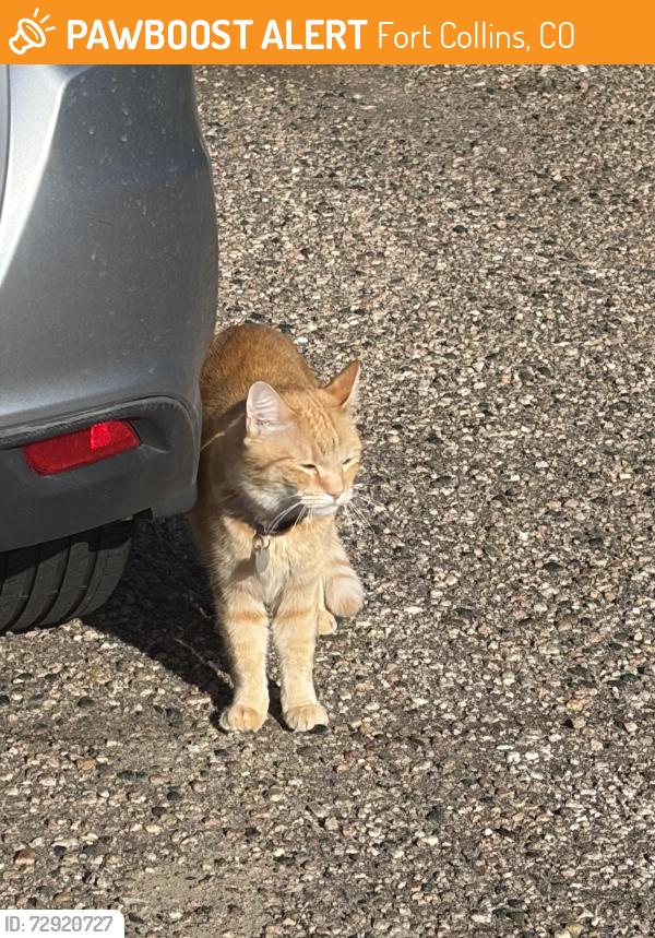 Found/Stray Unknown Cat last seen Azalea and prospect, Fort Collins, CO 80526