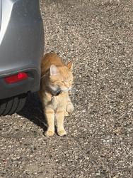 Found/Stray Unknown Cat last seen Azalea and prospect, Fort Collins, CO 80526