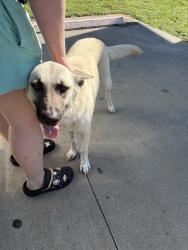 Found/Stray Female Dog last seen Calvary raod & shepard hill, Willis, TX 77318