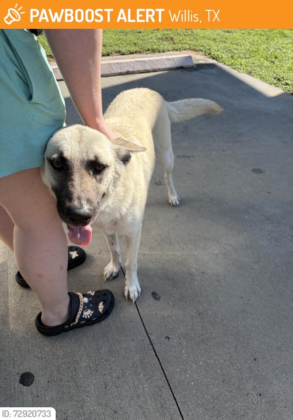 Found/Stray Female Dog last seen Calvary raod & shepard hill, Willis, TX 77318
