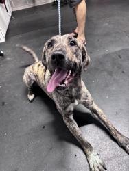 Reunited Female Dog last seen Vine Maple St & Shasta Loop, Eugene, OR 97405