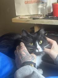Lost Male Cat last seen Anchor & Colgate St., Philadelphia, PA 19120