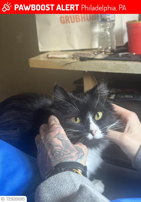 Lost Male Cat last seen Anchor & Colgate St., Philadelphia, PA 19120