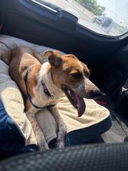 Reunited Female Dog last seen Princeton meadows, Princeton, TX 75407