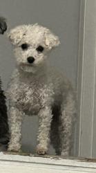 Lost Female Dog last seen Chamberlain Drive , Daphne, AL 36526
