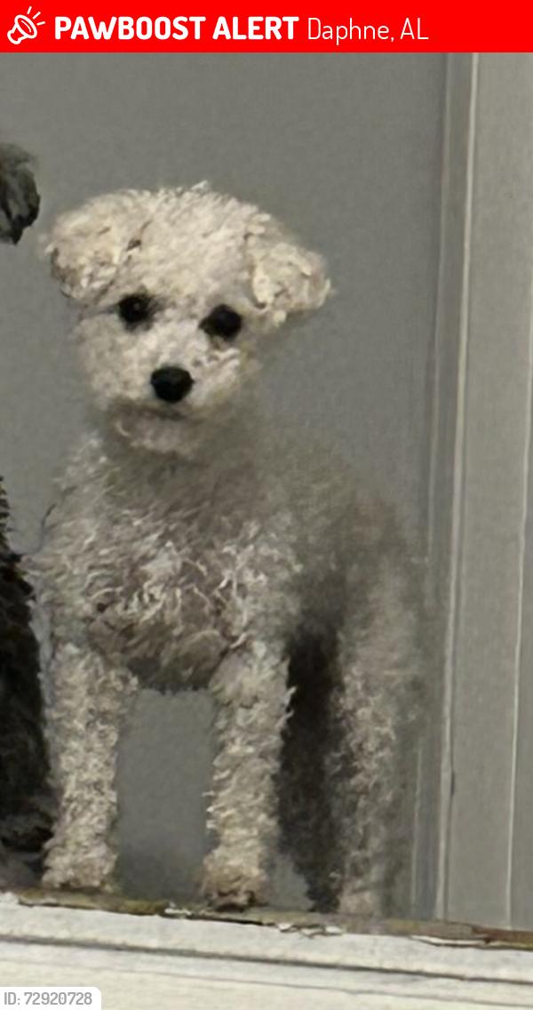 Lost Female Dog last seen Chamberlain Drive , Daphne, AL 36526