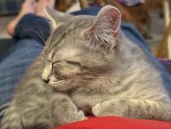 Lost Male Cat last seen Hillcrest, medical center, by Toots, Murfreesboro, TN 37129
