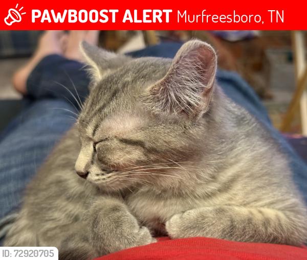Lost Male Cat last seen Hillcrest, medical center, by Toots, Murfreesboro, TN 37129