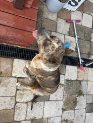 Reunited Female Dog last seen Walker/Baker, Plant City, FL 33563