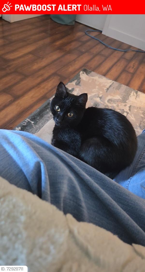 Lost Female Cat last seen Bandix- Nelson- Stevens intersection , Olalla, WA 98359