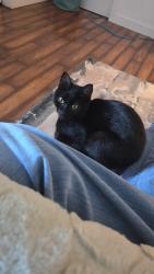 Lost Female Cat last seen Bandix- Nelson- Stevens intersection , Olalla, WA 98359