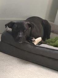 Lost Male Dog last seen Brookwood and bellemeade dr , Mableton, GA 30126