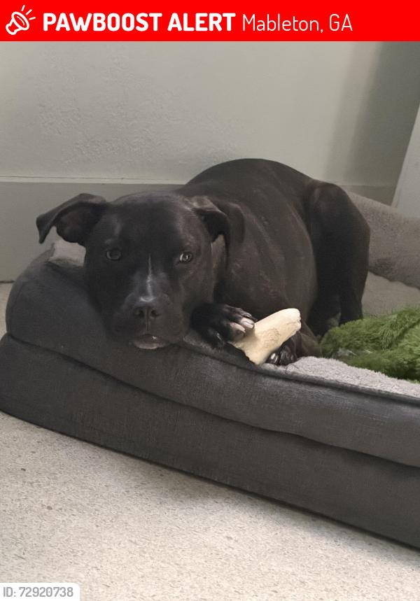 Lost Male Dog last seen Brookwood and bellemeade dr , Mableton, GA 30126