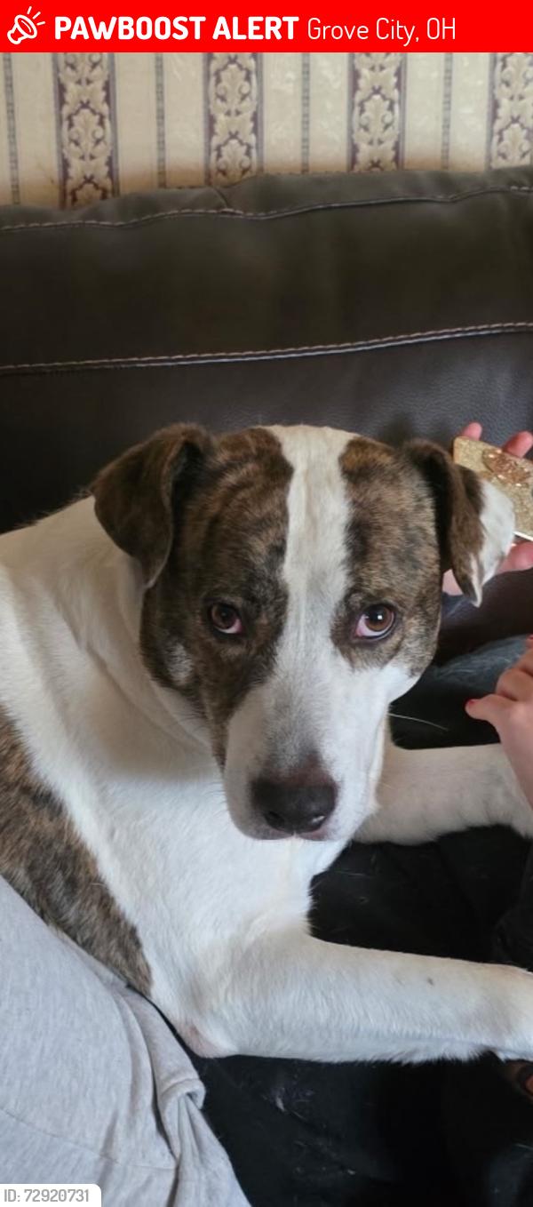 Lost Male Dog last seen Norton & London-Groveport by Pleasant twp Fire Dept., Grove City, OH 43123
