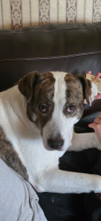 Lost Male Dog last seen Norton & London-Groveport by Pleasant twp Fire Dept., Grove City, OH 43123