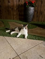 Found/Stray Female Cat last seen Eldridge and Bryce, Fort Worth, TX 76107