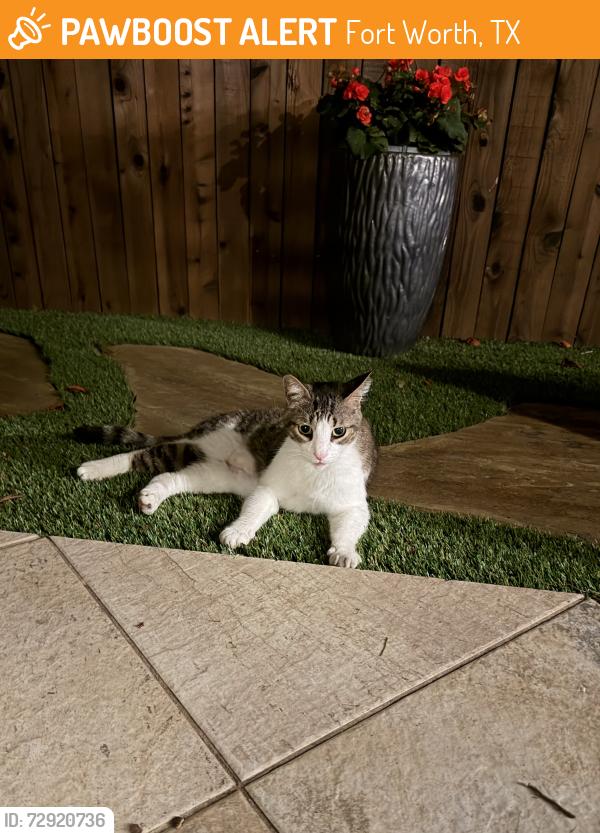 Found/Stray Female Cat last seen Eldridge and Bryce, Fort Worth, TX 76107