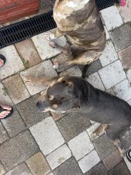 Reunited Male Dog last seen Walker/Vaker, Plant City, FL 33563