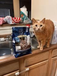 Lost Male Cat last seen Nature preserve and Randolph rd , Charlotte, NC 28211