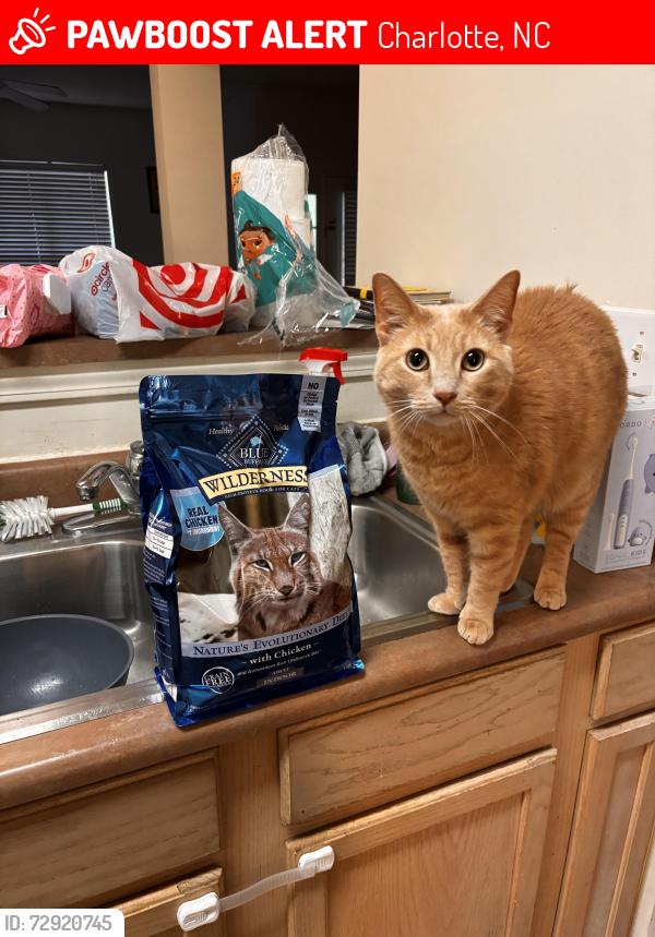 Lost Male Cat last seen Nature preserve and Randolph rd, Charlotte, NC 28211