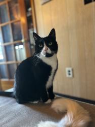 Reunited Female Cat last seen Birch Street, Billings Rd North Quincy HS, Quincy, MA 02171