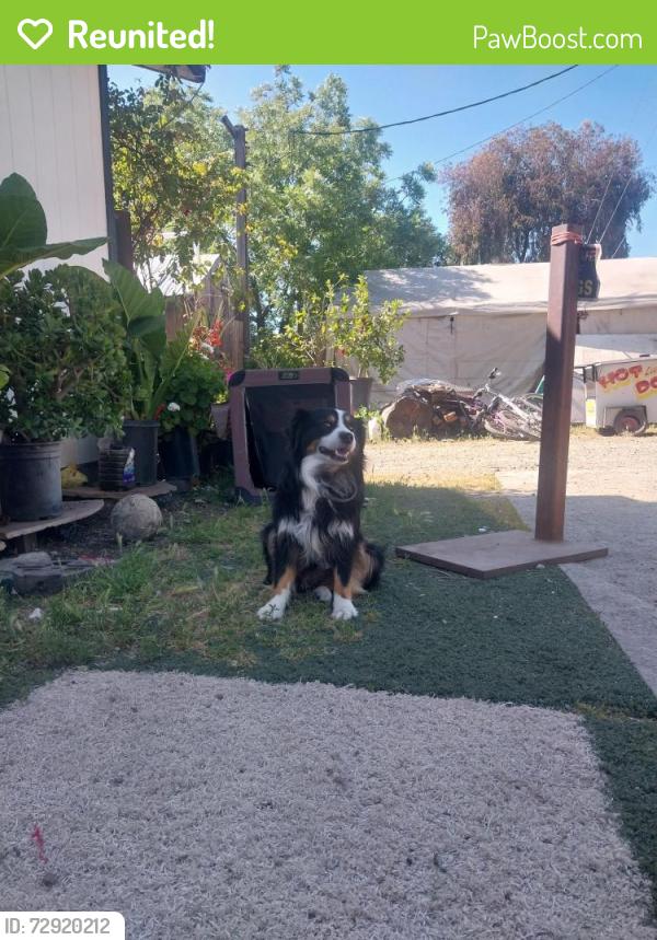 Reunited Male Dog last seen Near el centro rd, Sacramento, CA 95834