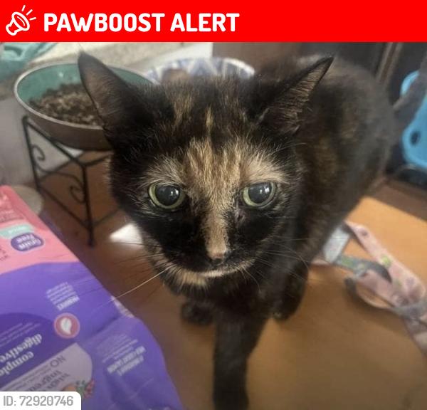 Lost Female Cat last seen NE 198th Terrace, North Miami Beach, FL 33179