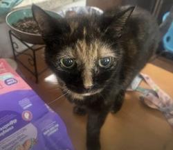Lost Female Cat last seen NE 198th Terrace, North Miami Beach, FL 33179
