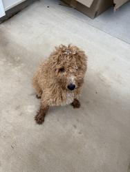 Found/Stray Unknown Dog last seen Muldoon Court - Baldwin Chase Neighborhood, Simpsonville, SC 29680