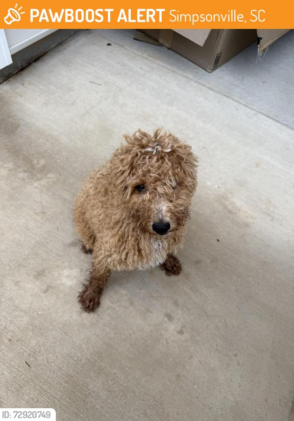 Found/Stray Unknown Dog last seen Muldoon Court - Baldwin Chase Neighborhood, Simpsonville, SC 29680