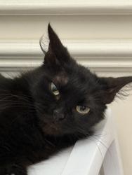 Reunited Female Cat last seen Near Winding Willow Dr, Pinehurst, TX 77362, USA, Pinehurst, TX 77362