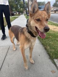 Found/Stray Female Dog last seen Daisy Ave. and 20th St., Long Beach, CA 90806