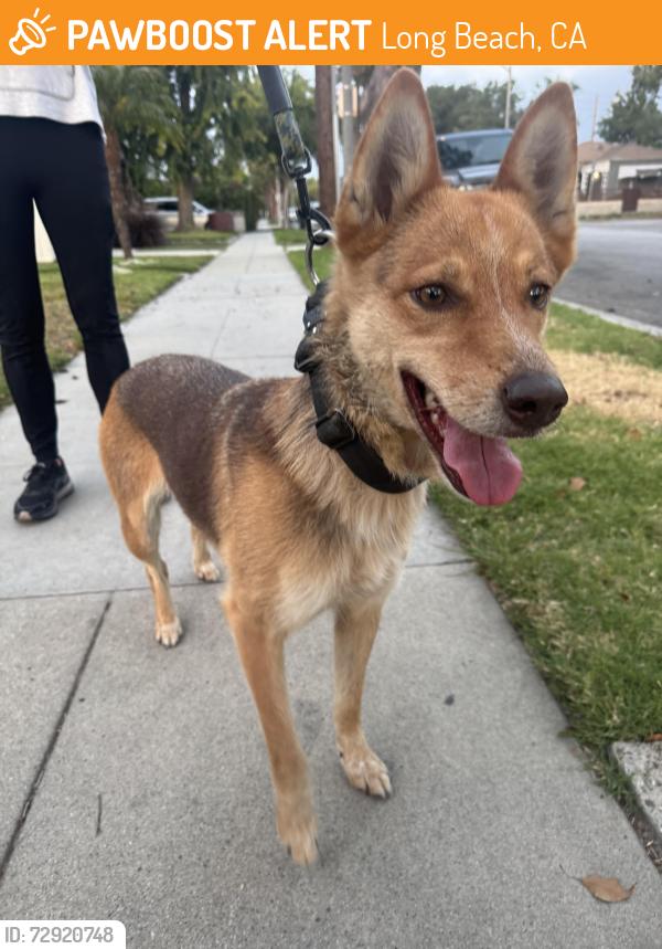 Found/Stray Female Dog last seen Daisy Ave. and 20th St., Long Beach, CA 90806