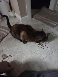 Reunited Female Cat last seen FnM Collage, at the corner of West James St. and North Mary St., Lancaster, PA 17603
