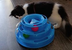 Reunited Female Cat last seen Harvest Cafe; 6999 Stirling Road, Davie, FL 33314