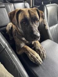 Reunited Male Dog last seen 176th Ave se, Auburn, WA 98092