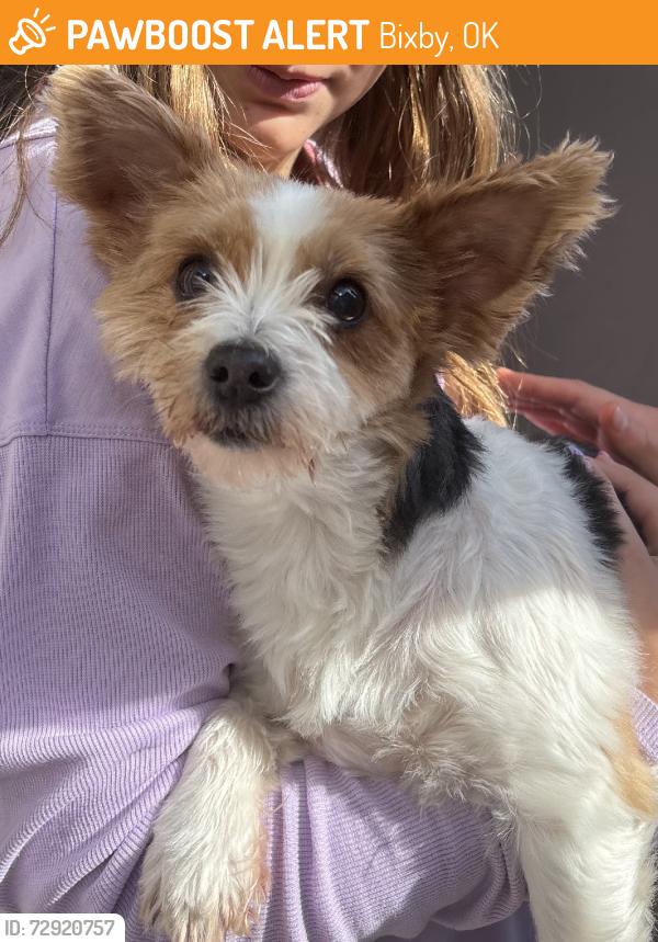Found/Stray Female Dog last seen 141st mingo, Bixby, OK 74008