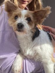 Found/Stray Female Dog last seen 141st mingo, Bixby, OK 74008