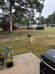 Reunited Unknown Dog last seen 22nd street NE close to McDonald pkwy and highland ave, Hickory, NC 28601