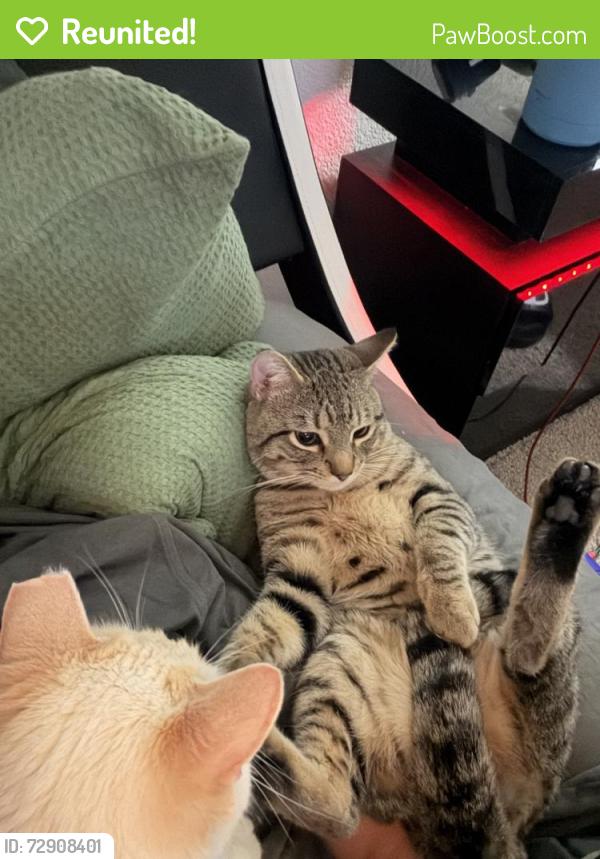Reunited Male Cat last seen Cable ranch road. Back of complex , San Antonio, TX 78245