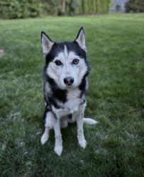 Reunited Male Dog last seen Near T Rt 358, Roaring Brook twp, PA 18444, USA, Roaring Brook Township, PA 18444