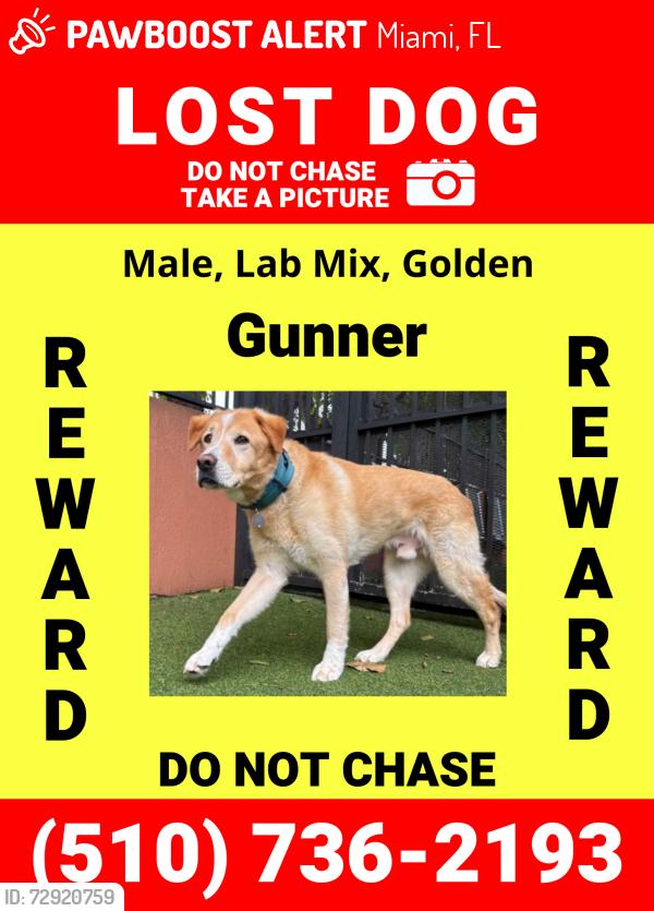 Lost Male Dog last seen NW 35th St and NW 22nd AVE, Miami, FL 33142