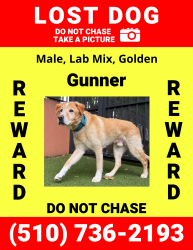 Lost Male Dog last seen NW 35th St and NW 22nd AVE, Miami, FL 33142