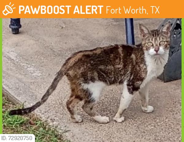 Found/Stray Unknown Cat last seen Reeves St, Fort Worth, TX 76117