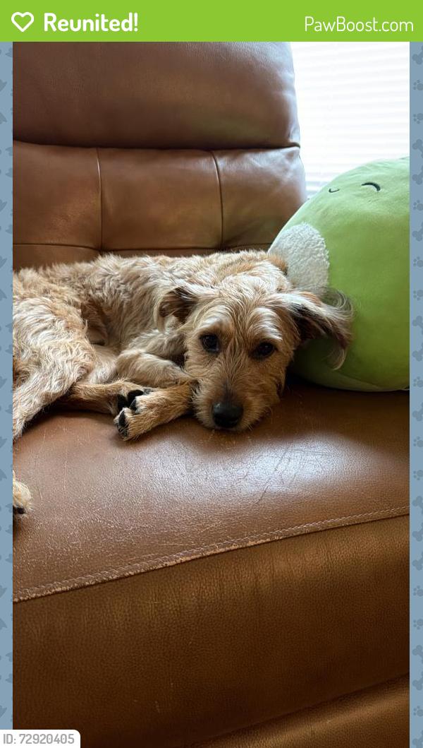 Reunited Female Dog last seen N Mill Rd & W Blackhawk Dr, Grayslake, IL 60030