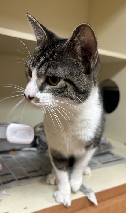 Shelter Stray Male Cat last seen Near Shallowford Rd NE, Atlanta, GA 30341, 30341, GA, Atlanta, GA 30341