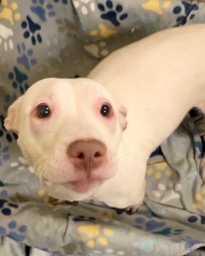 Shelter Stray Female Dog last seen Newport News, VA 23601, Newport News, VA 23605
