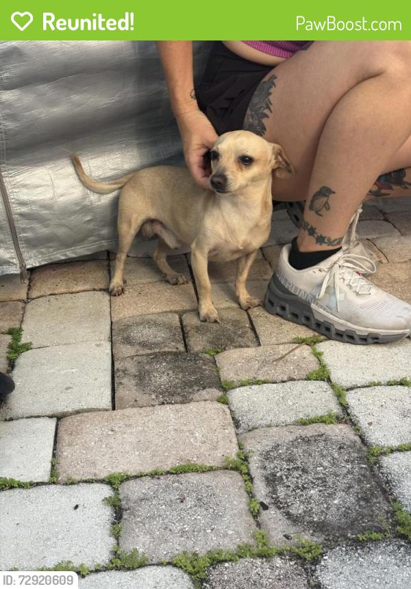 Reunited Male Dog last seen 6th Ave S and Federal Hwy, LW, Lake Worth Beach, FL 33460